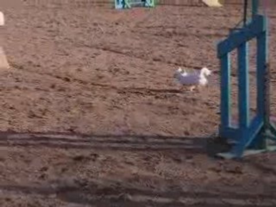 Agility1