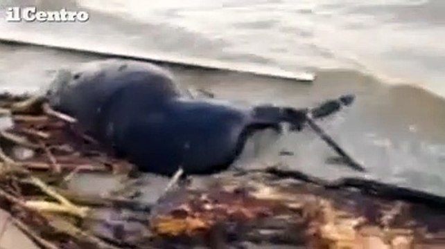 Pescara, la piena del fiume travolge e uccide un cavallo