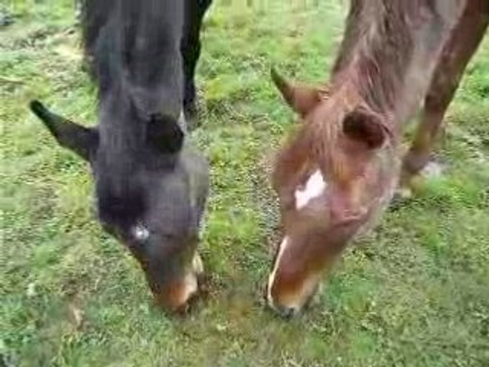 Video1