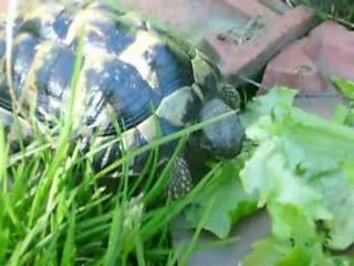 Tortue mange le 25-04-08