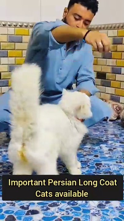 Persian Cat German Shepherd Kohati Gultair Bhag...
