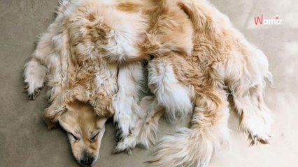 Familia convierte en alfombra a su golden retriever muerto: ¡los amantes de los perros están furiosos!