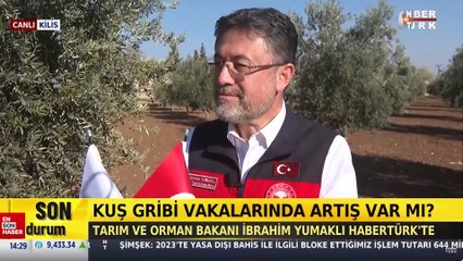 Yumurta fiyatlarındaki artışın nedeni