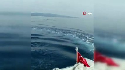 Ayvalık’ta güldüren görüntüler Yunuslar tekneyle yarıştı
