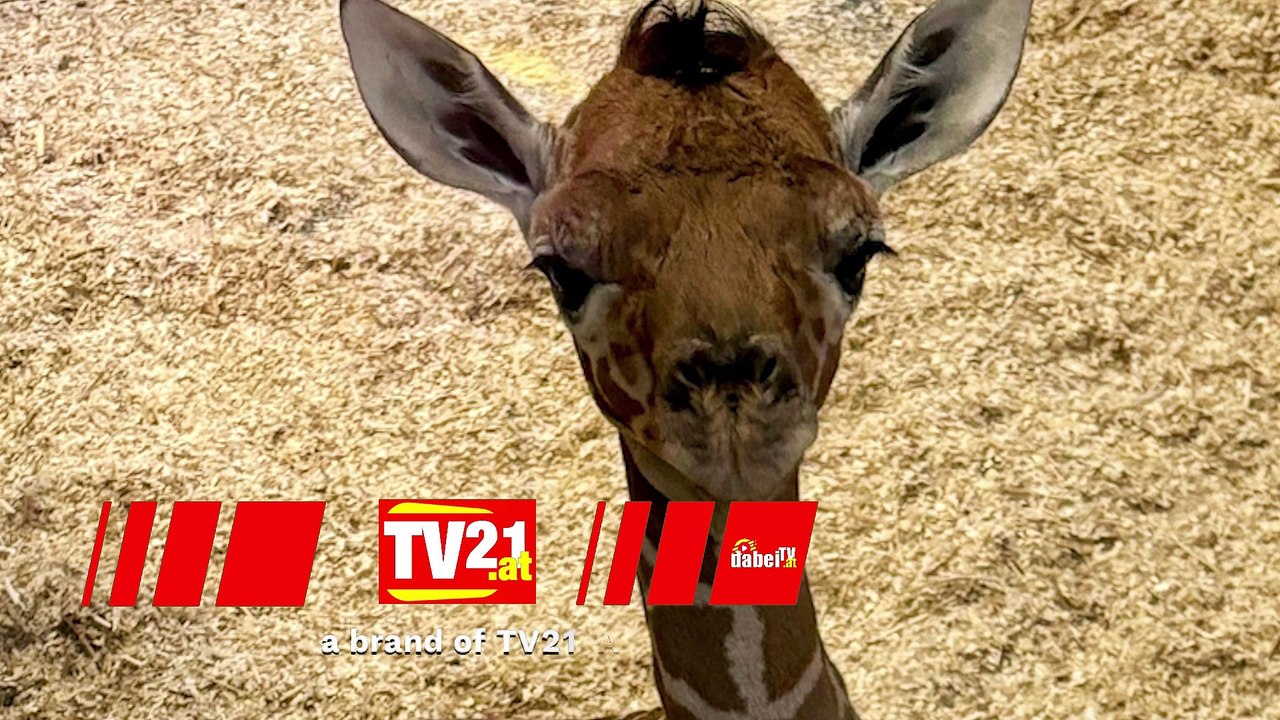 Giraffen-Nachwuchs im Tiergarten Schönbrunn