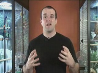 How To Train An Baby African Grey Parrot