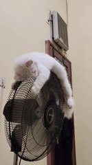 Cat Lays on Top of Pedestal Fan to Cool Down
