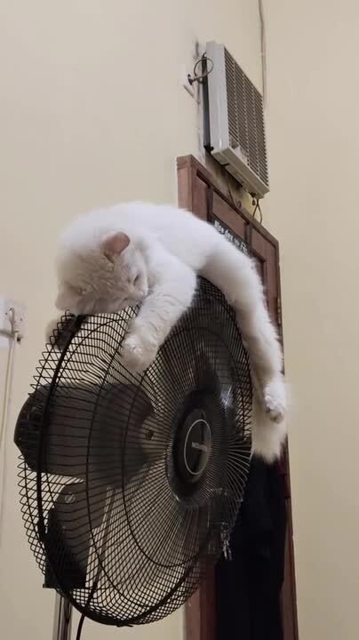 Cat Lays on Top of Pedestal Fan to Cool Down