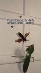 The way the mantis pulled the hornet off his back and pinned it 😳