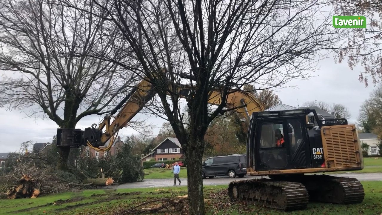 Les arbres de la place de Belle-Maison à Marchin abattus