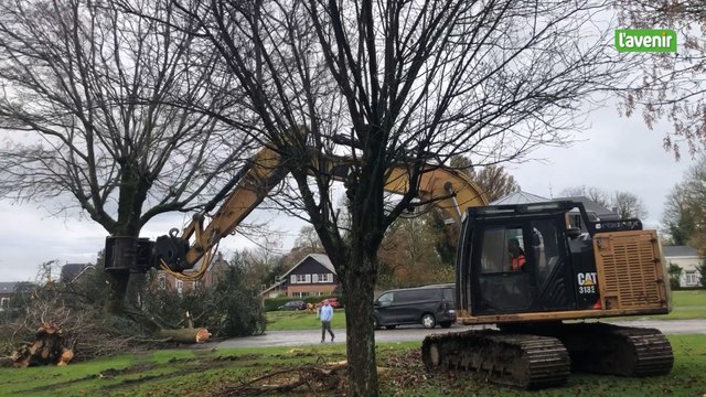Les arbres de la place de Belle-Maison à Marchin abattus