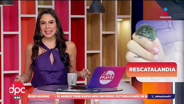 “Rescatalandia” busca darle una segunda oportunidad a animales maltratados o callejeros