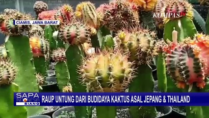 Warga Ciamis Raup Untung dari Budidaya Kaktus Asal Jepang dan Thailand