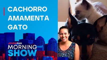 PINSCHER ‘ADOTA’ filhote de GATO e começa a produzir leite para amamentação; tutora EXPLICA