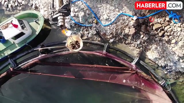 Deriner Barajı'nda İlk Türk Somonu Hasadı Gerçekleştirildi
