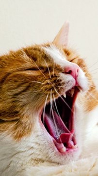 Cat with Rapid Breathing: Understand the Reasons