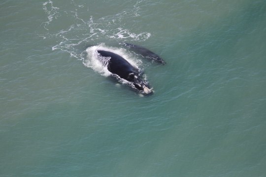 Baleias-francas são flagradas em sobrevoo no Litoral de SC