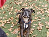 Bristol dogs: Meet Nico, the very sweet Staffy looking for his forever home in Bristol