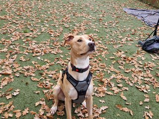 Bristol dogs: Meet Sunny, the adorable Lurcher looking for his forever home in Bristol