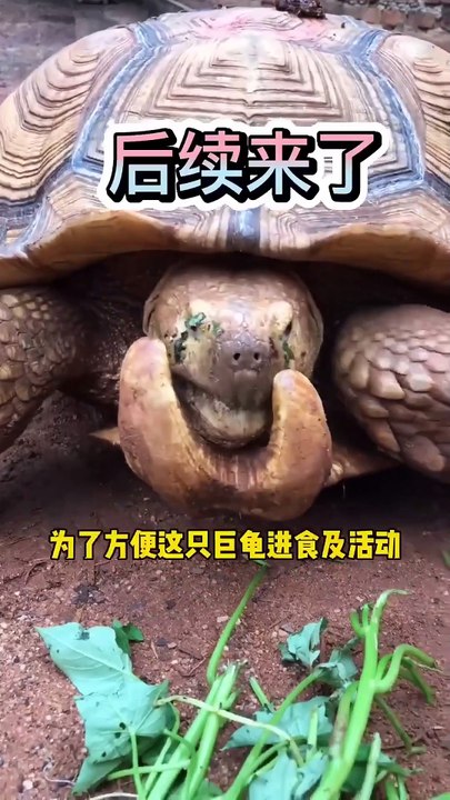 Tortoise Saved from Painful Horn Growth! Amazing Rescue