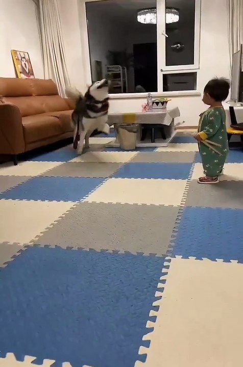 The Funniest Things Cats Do! 😹