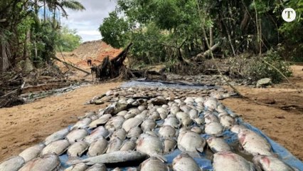 ACOMPANHE AO VIVO FM O TEMPO AO VIVO (3619)