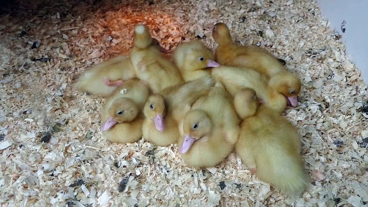 Funny ducklings, ducks