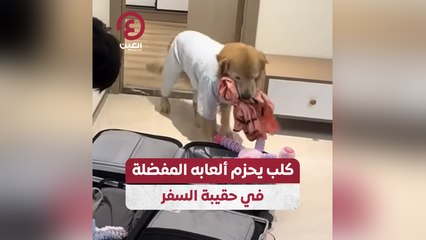 كلب يحزم ألعابه المفضلة في حقيبة السفر