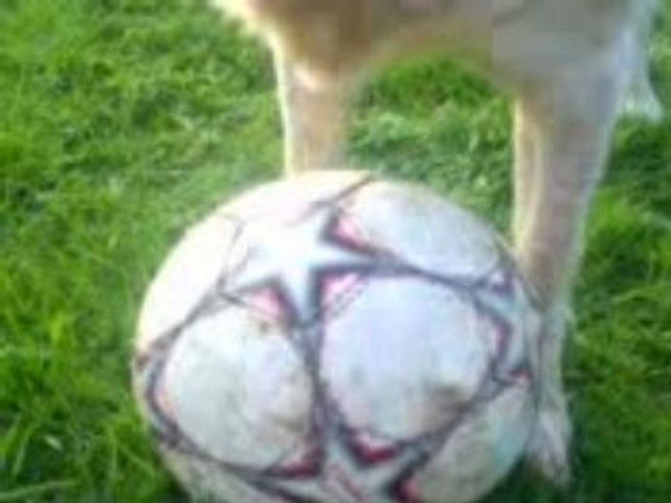 un chien qui n'aime pas qu'on touche a son ballon