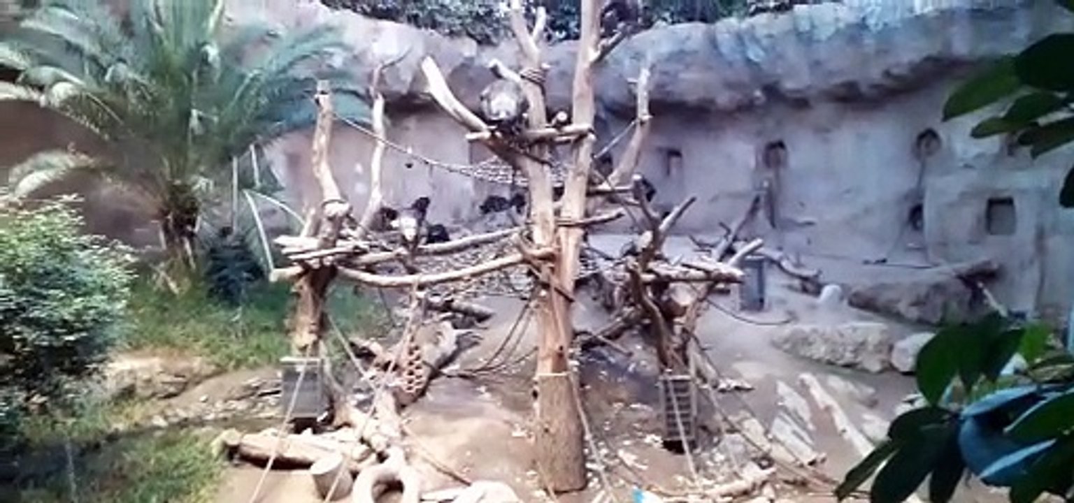 Schimpansen - Zoo Leipzig