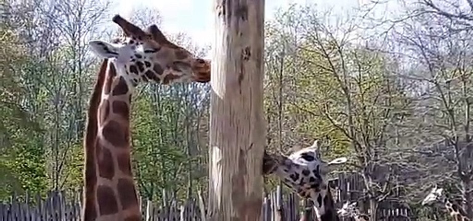 Giraffen lecken am Baum Zoo of Leipzig