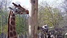 Giraffen lecken am Baum Zoo of Leipzig