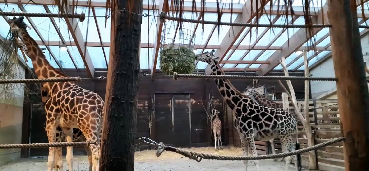 Giraffen im Leipziger Zoo