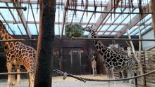 Giraffen im Leipziger Zoo