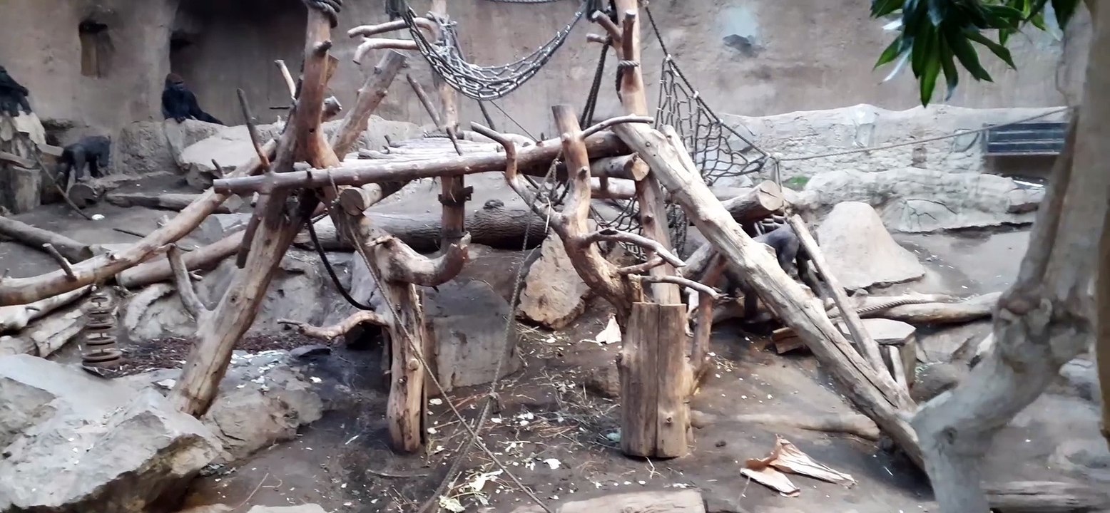 Gorillas lieben Kids und Adults!