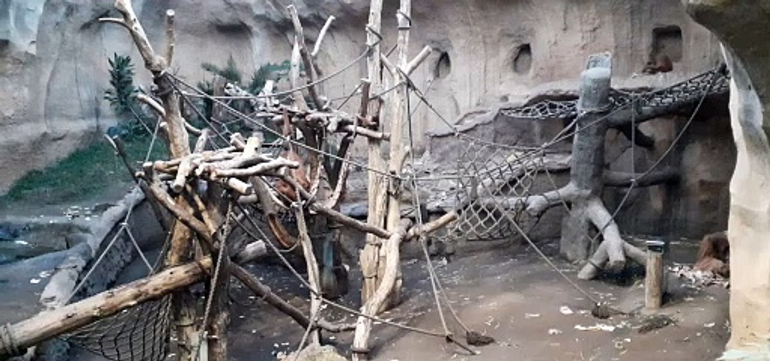 Oran Utan im Leipzig Zoo