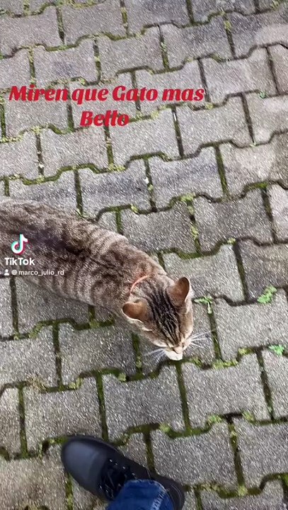 El Gato Triste