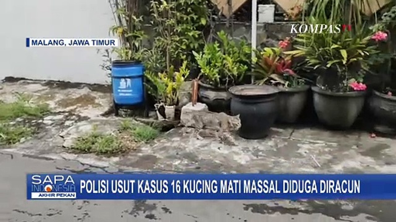 Polisi Selidiki Misteri 16 Kucing Mati Massal Diduga Diracun