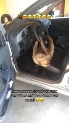 Man found a sloth hanging from his car's steering