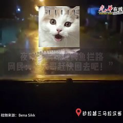 夜晚乡间惊现鳄鱼拦路 网民：“大哥赶快回去吧！”