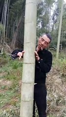 Have you ever seen such a big bamboo before? Guess how big this bamboo is? You can be seen anytime in China!