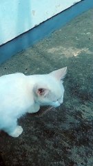 I am Kucing Manis Marah Gegara Diganggu Mbak Asti