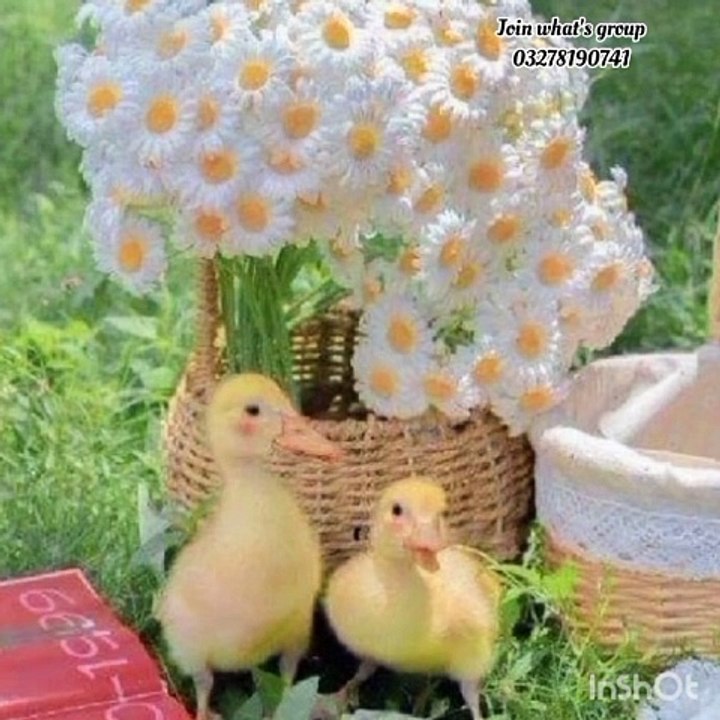 Cute babies