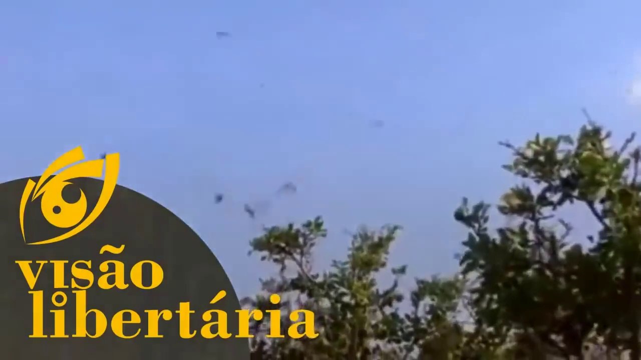 Surto de gafanhotos que já perdura mais de 3 meses | Visão Libertária - 20/04/20 | ANCAPSU