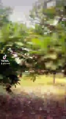 To puncak darajad,west java,Indonesia