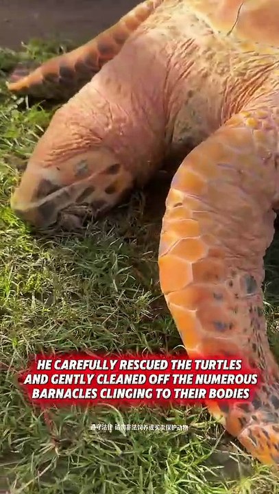 Turtles Rescued from Village Market and Released into the Ocean #shorts