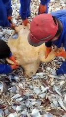 Sea Turtle Saved and Released by Fishermen #shorts