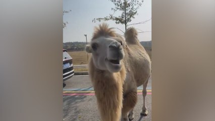 Así reacciona un camello cuando se come un limón: 2M de reproducciones