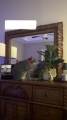 Cat Does Air Boxing With Indoor Plant