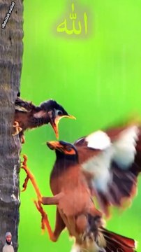 surah jummah 6 create #foryou #foryou #foryou #shorts #IslamicShorts #shortsvideo #shortfeed #NatureInspiredByQuran #bird